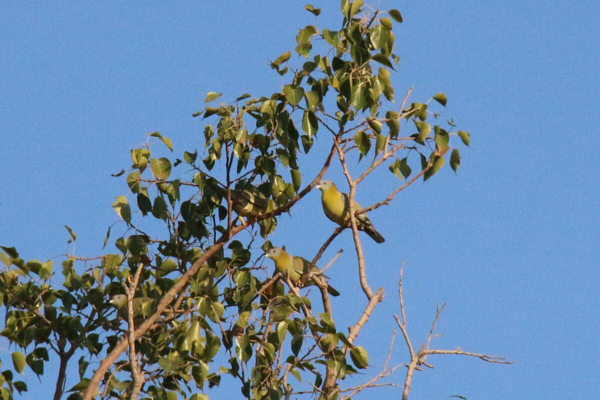 Image of Yellow-footed Green Pigeon