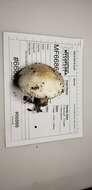 Image of Agaricus butyreburneus Kerrigan, Guinb. & Callac 2016