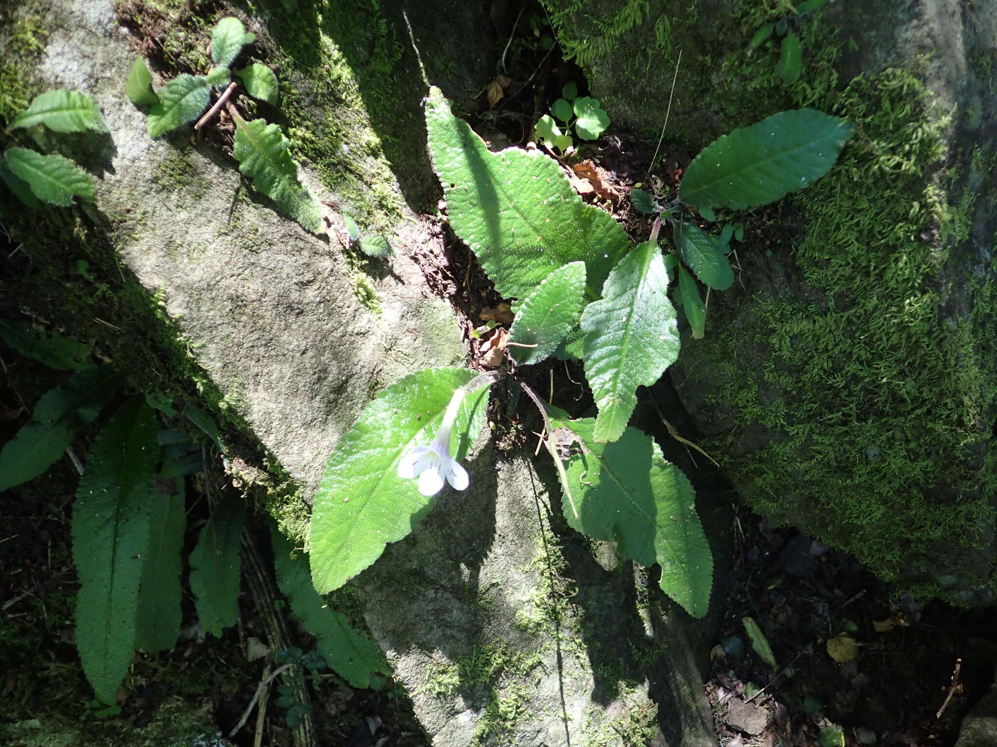 Sivun Streptocarpus gardenii Hook. kuva