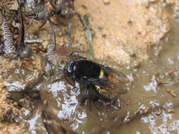 Image of Eulaema pseudocingulata Oliveira 2006