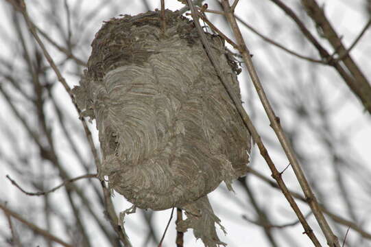 Image of Bald-faced Hornet