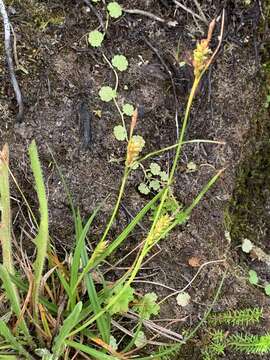 Image of Carex punctata var. laevicaulis (Hochst. ex Seub.) Boott