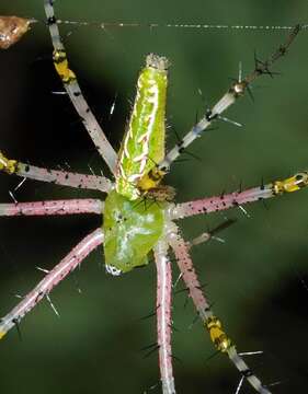 Image of Peucetia striata Karsch 1878