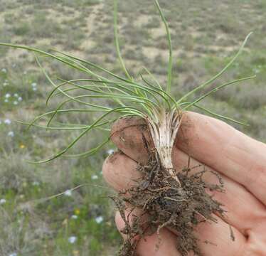 Image of Limestone Quillwort