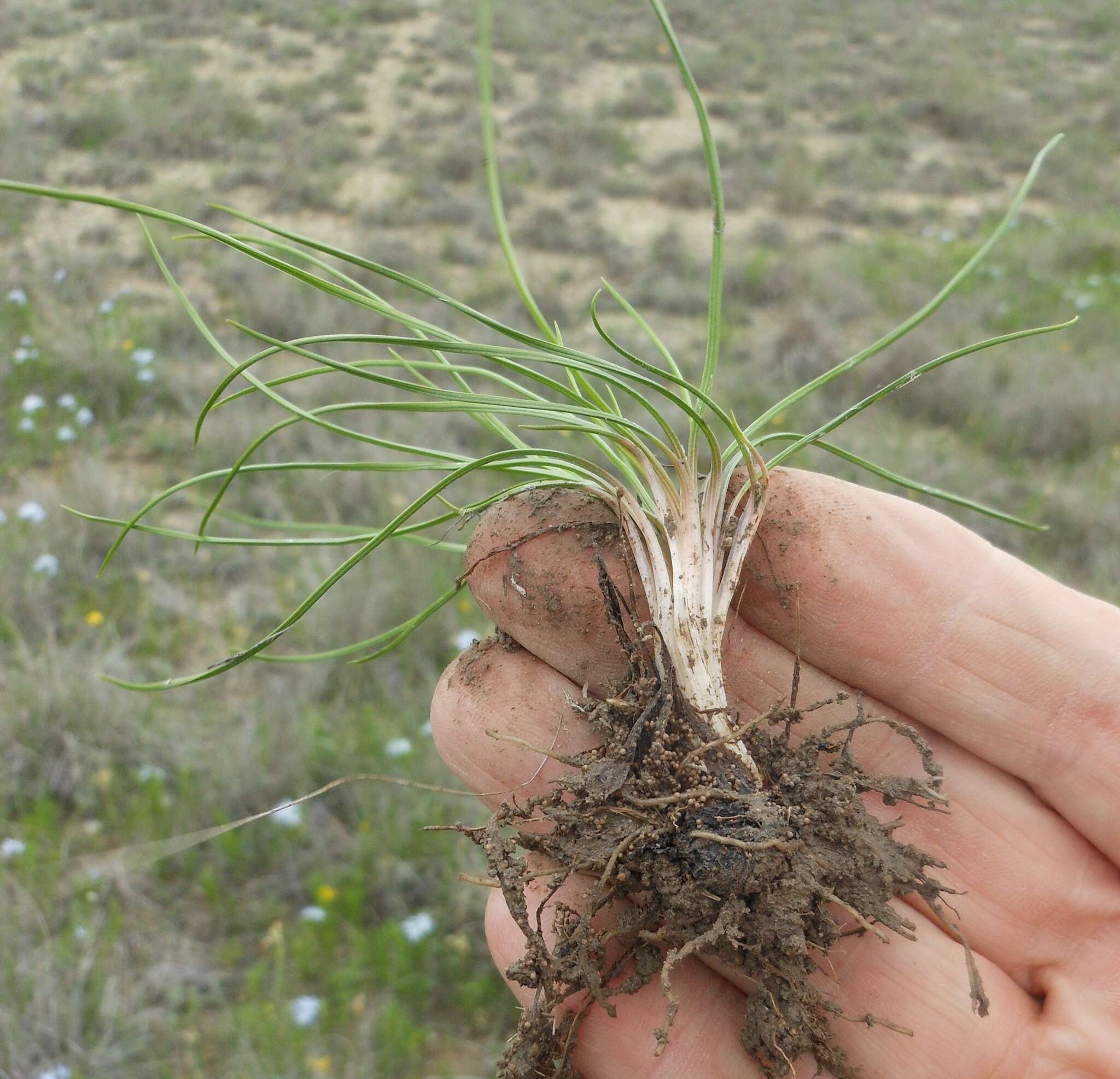 Image of Limestone Quillwort