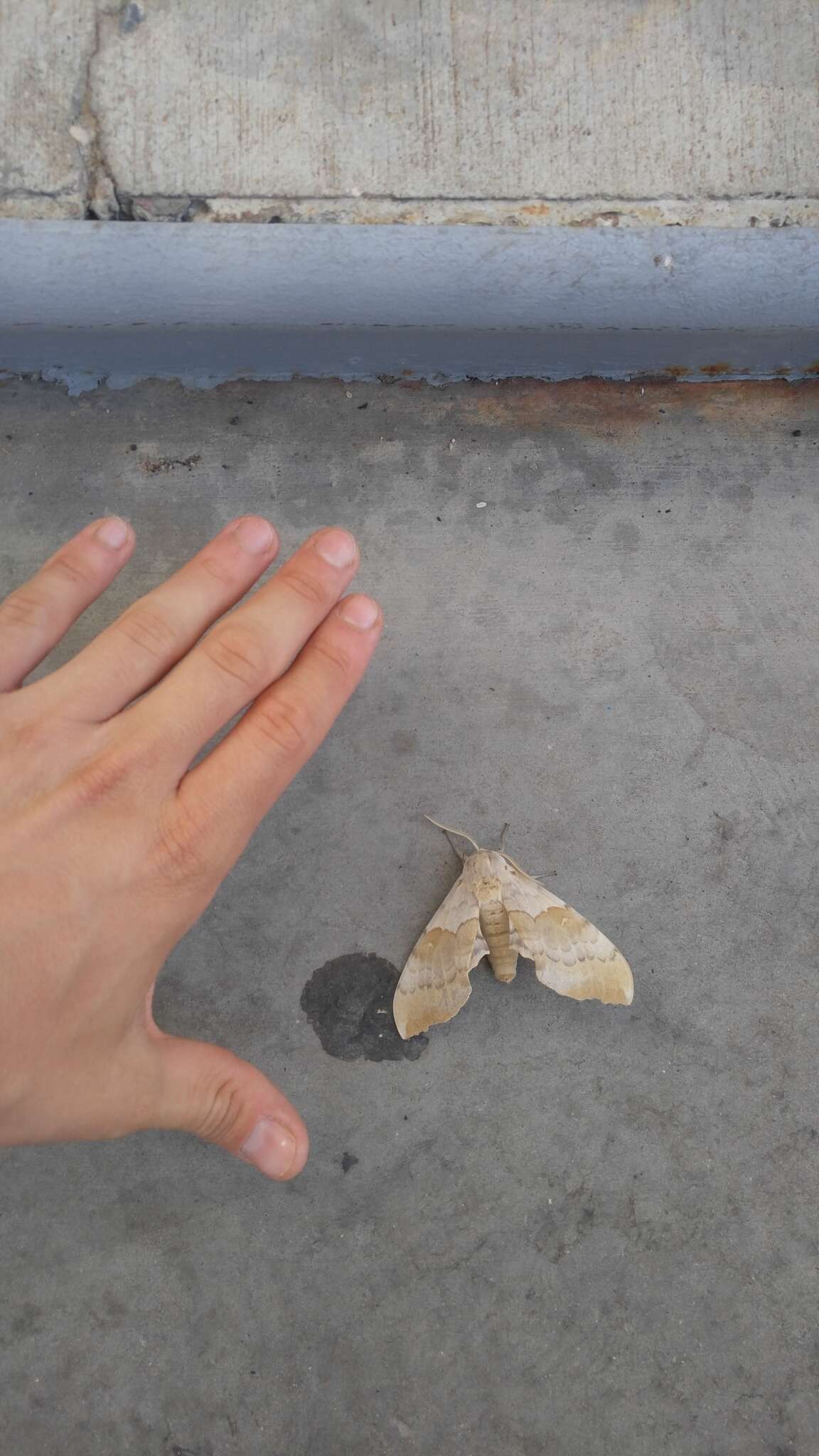 Image of Western Poplar Sphinx