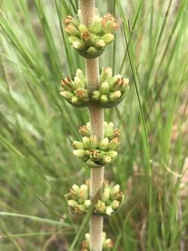 Image of Crassula capitella subsp. nodulosa (Schönl.) Tölken