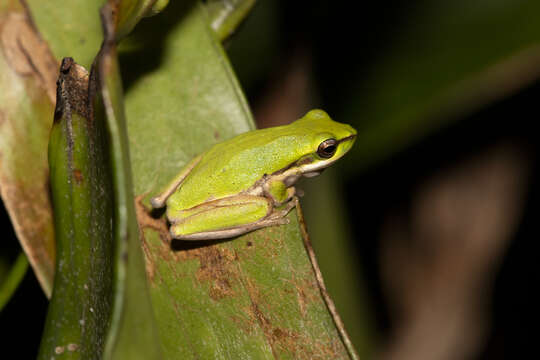 Sivun Litoria bicolor (Gray 1842) kuva