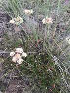 صورة Eriogonum umbellatum var. majus Hooker