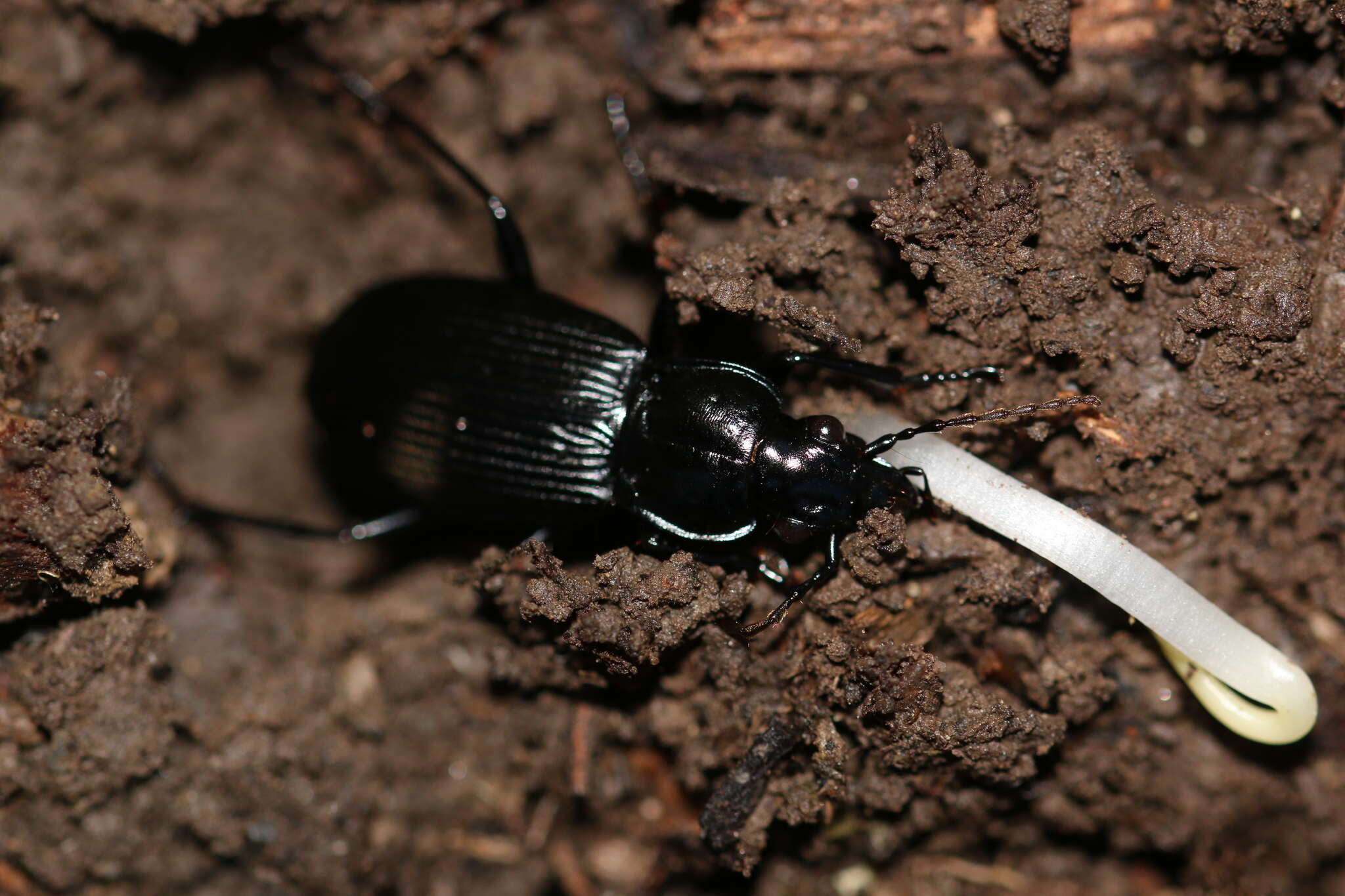 Image of Pterostichus (Platysma) niger (Schaller 1783)