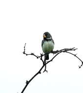 Image of Parrot-billed Seedeater