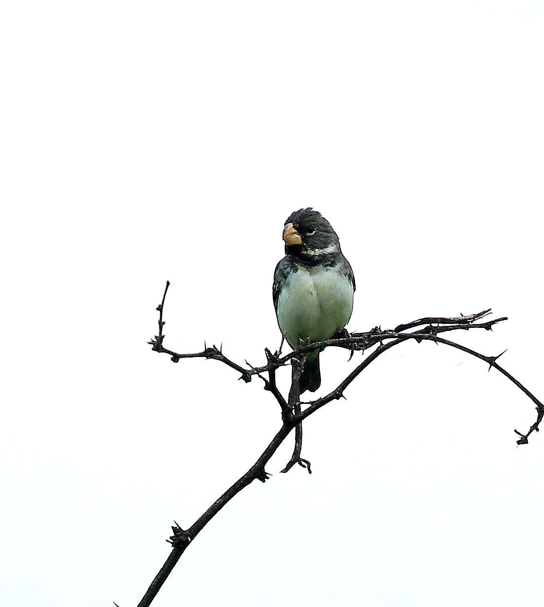 Image of Parrot-billed Seedeater