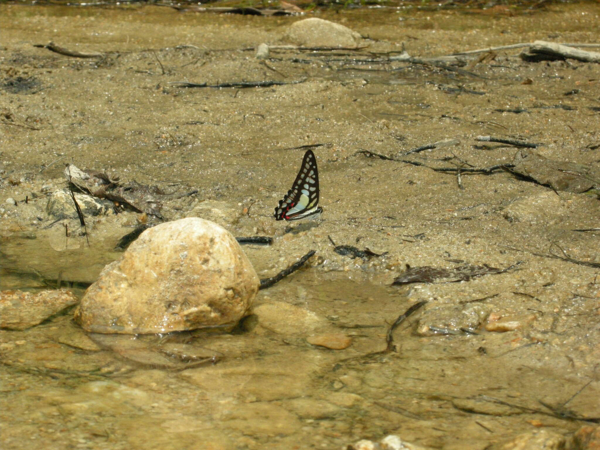 Graphium evemon (Boisduval 1836) resmi