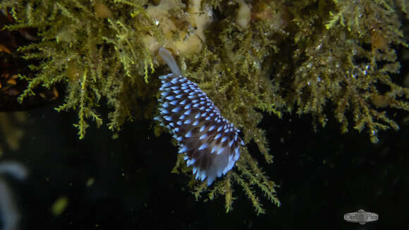 Plancia ëd Antiopella capensis (Bergh 1907)