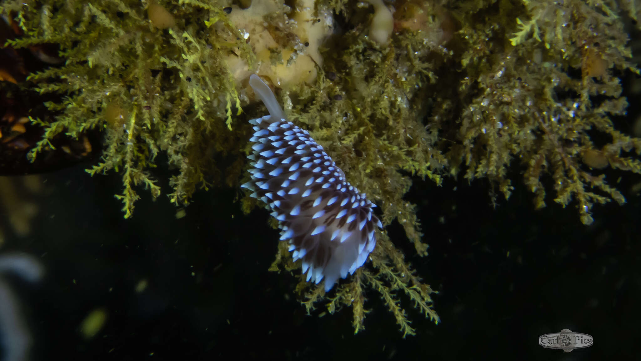 Plancia ëd Antiopella capensis (Bergh 1907)