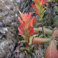 Image of <i>Castilleja <i>tenuiflora</i></i> var. tenuiflora