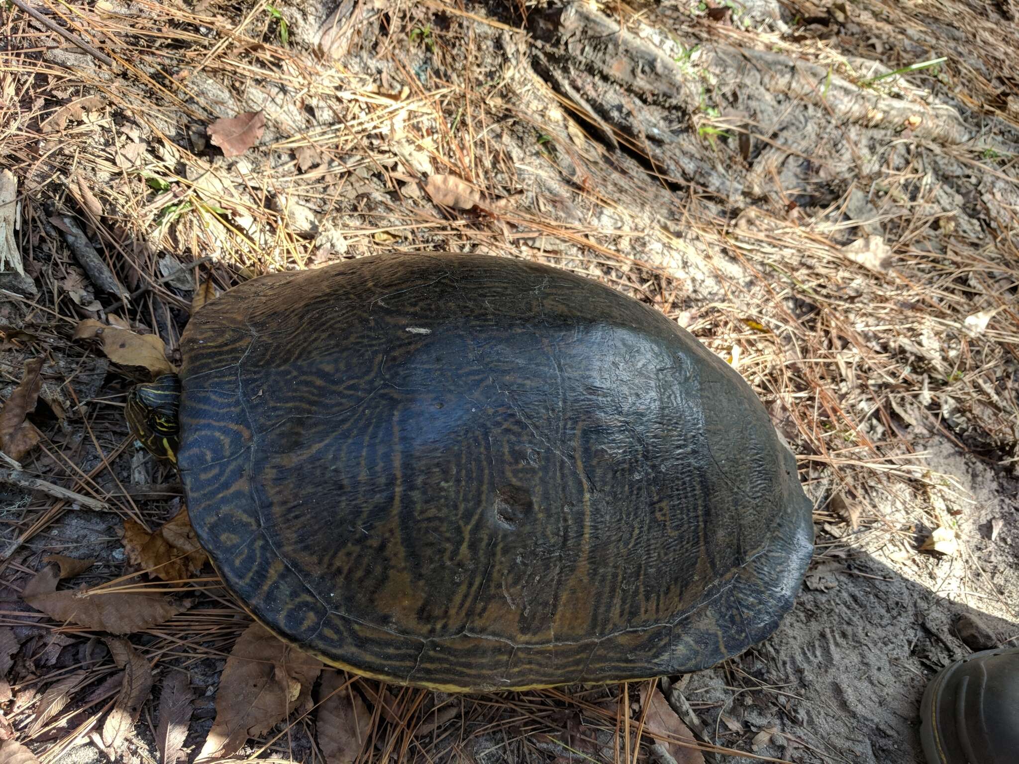 Image of Peninsula Cooter