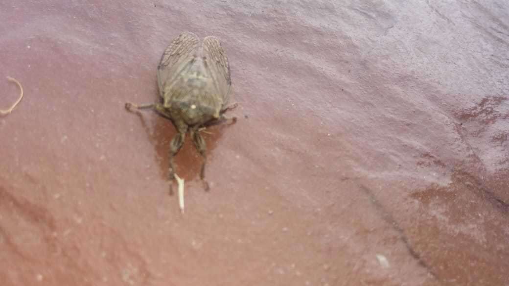 Image of Proarna bufo Distant 1905