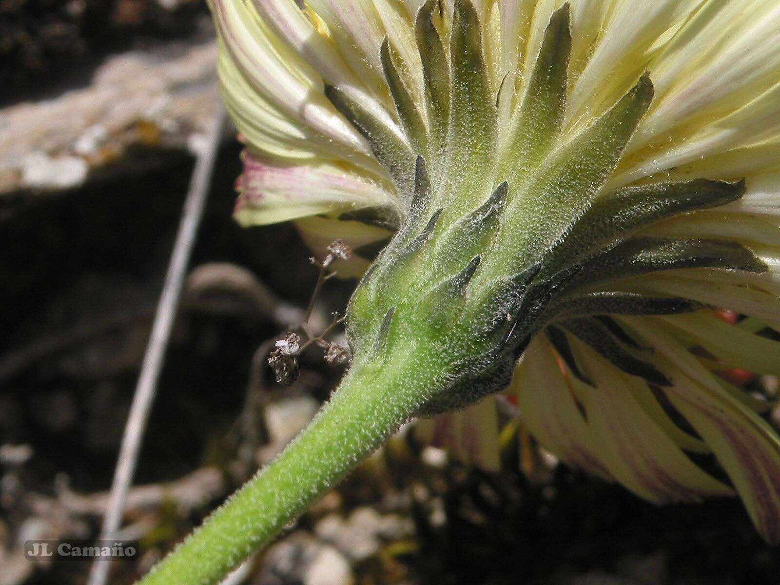 Plancia ëd Leontodon farinosus Merino & Pau