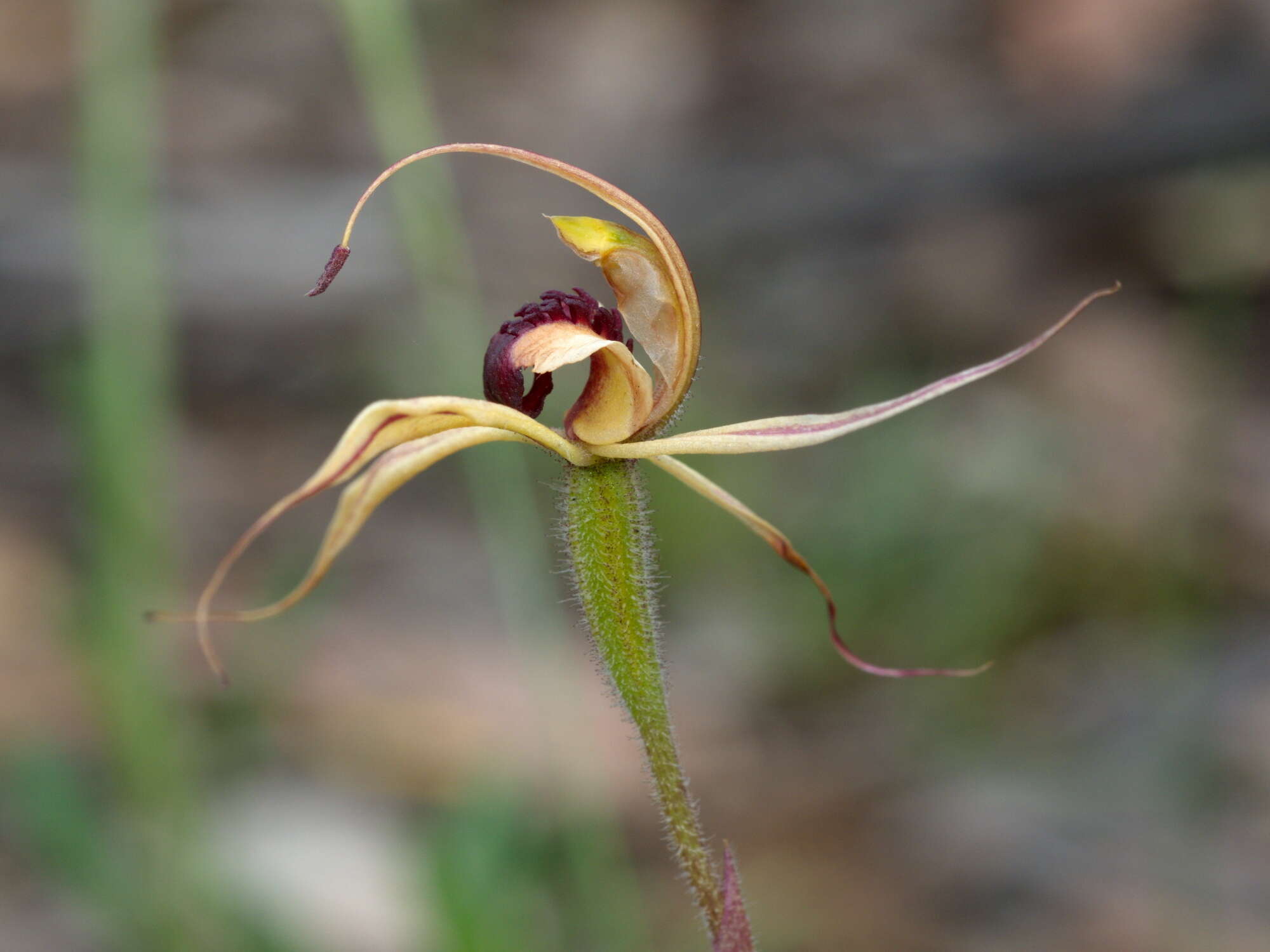 Image of Plain-lip spider orchid