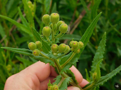 Image of <i>Senecio heterotrichius</i>