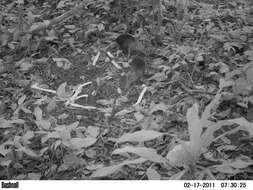 Image of Black and Rufous Elephant Shrew