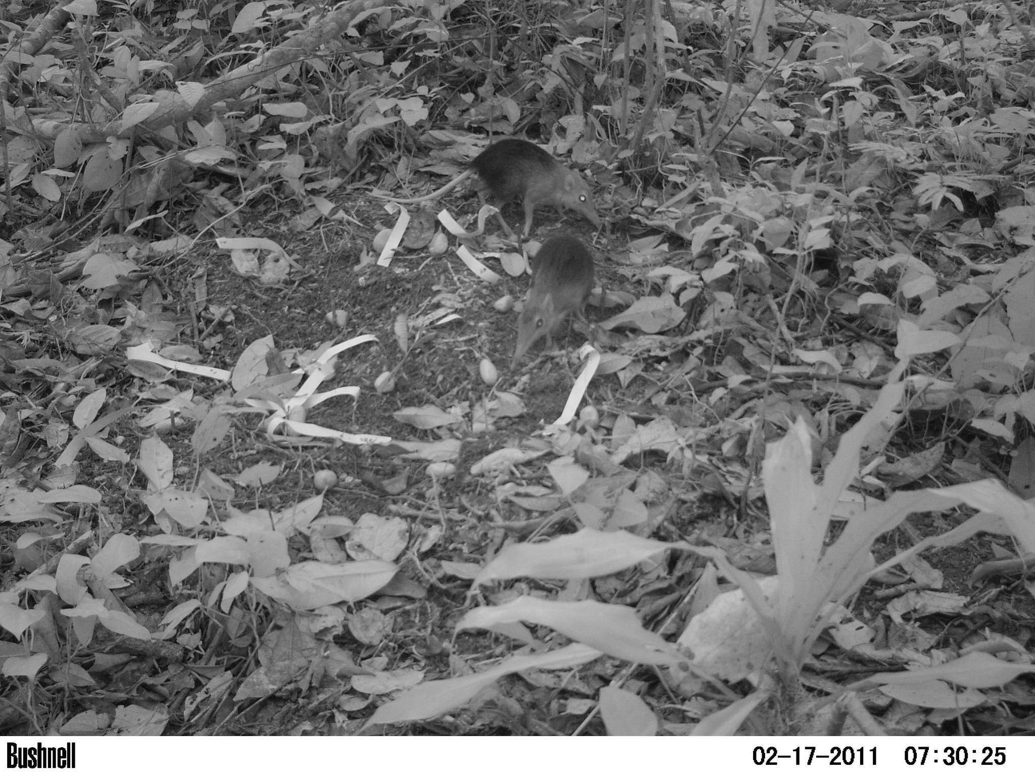 Image of Black and Rufous Elephant Shrew