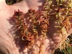 Imagem de <i>Sphagnum medium</i>