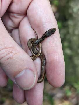 Magliophis stahli (Stejneger 1904)的圖片