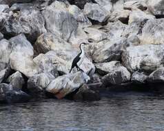 Image of Black-faced Cormorant