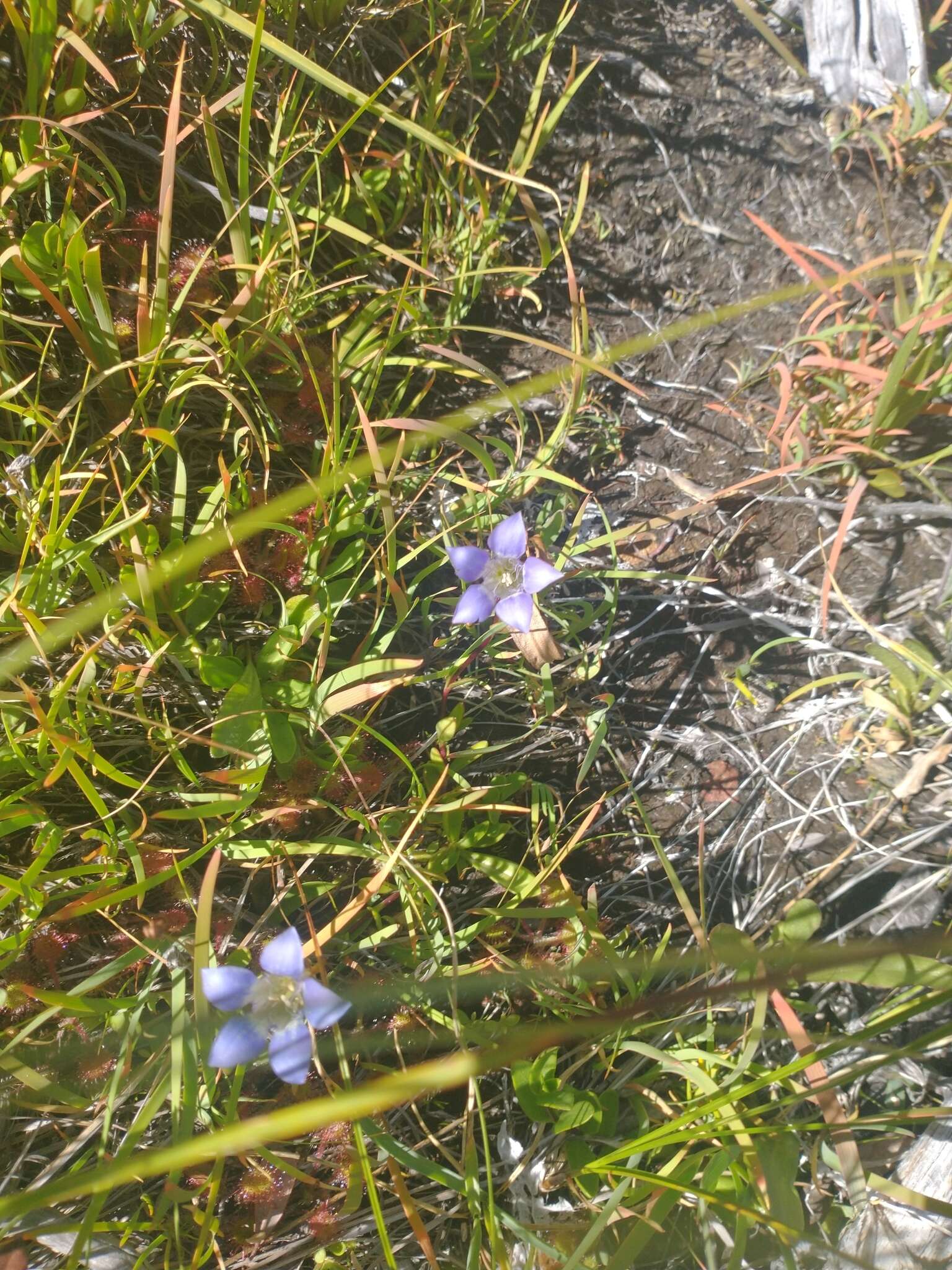 Image of Mendocino gentian