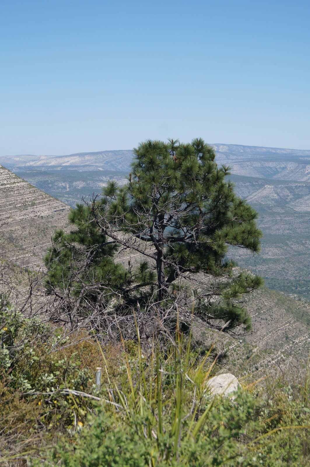 Image of Arizona pine