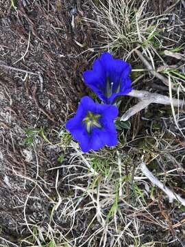 Image de Gentiana grandiflora Laxm.