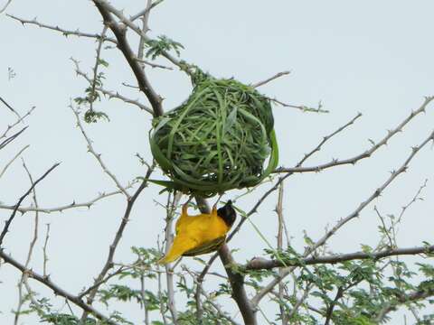 Image of Vitelline Masked Weaver