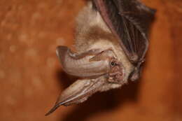 Image of Ozark big-eared bat