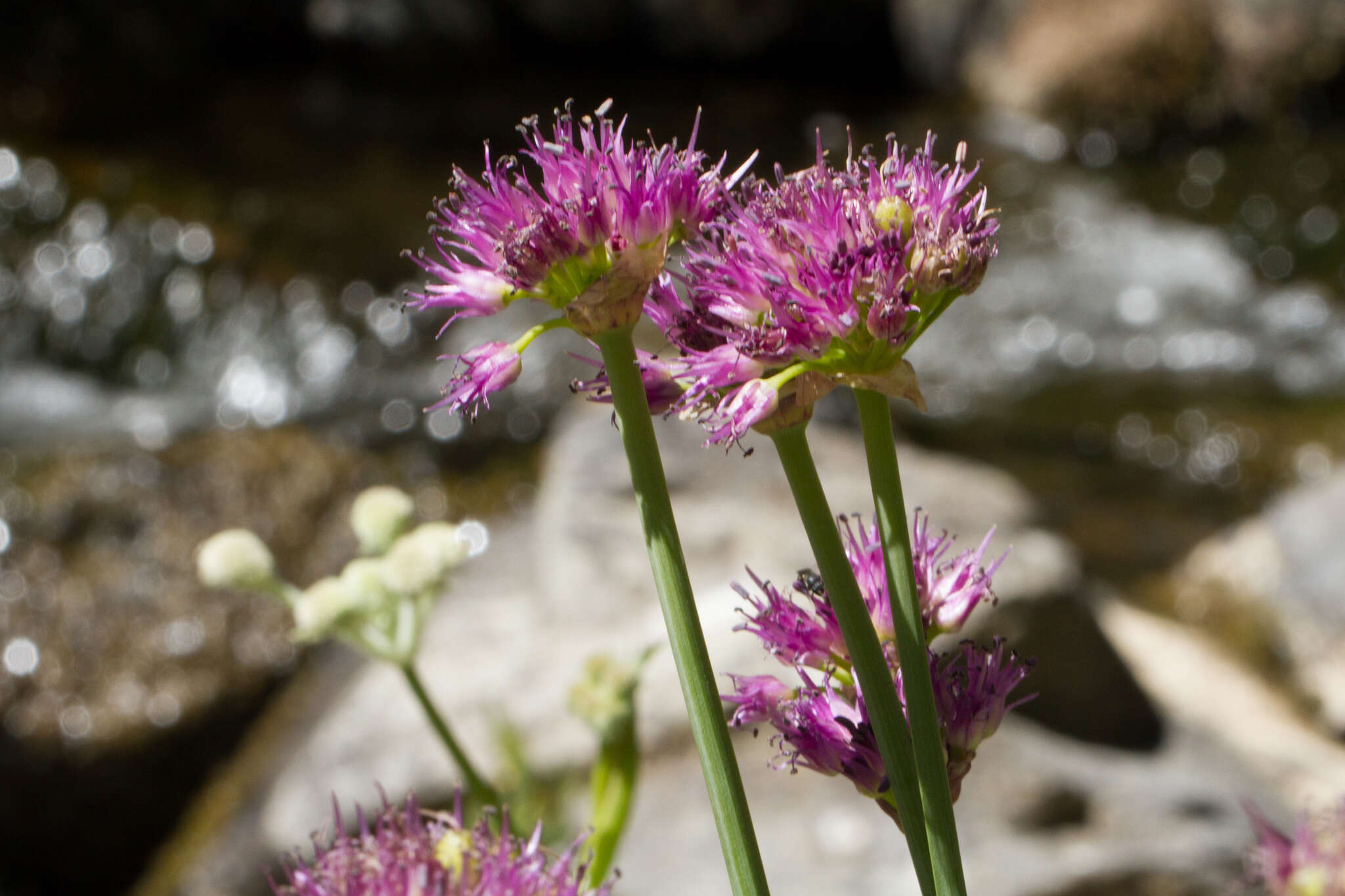 Image of Pacific onion