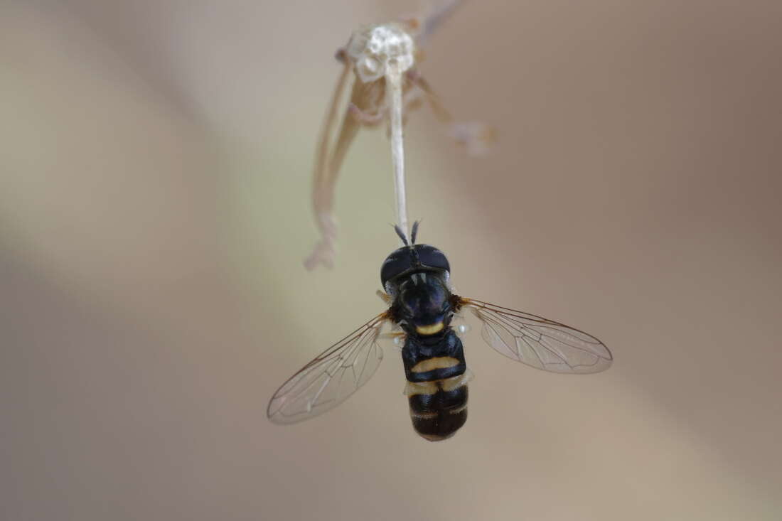 Image of Paragus quadrifasciatus Meigen 1822