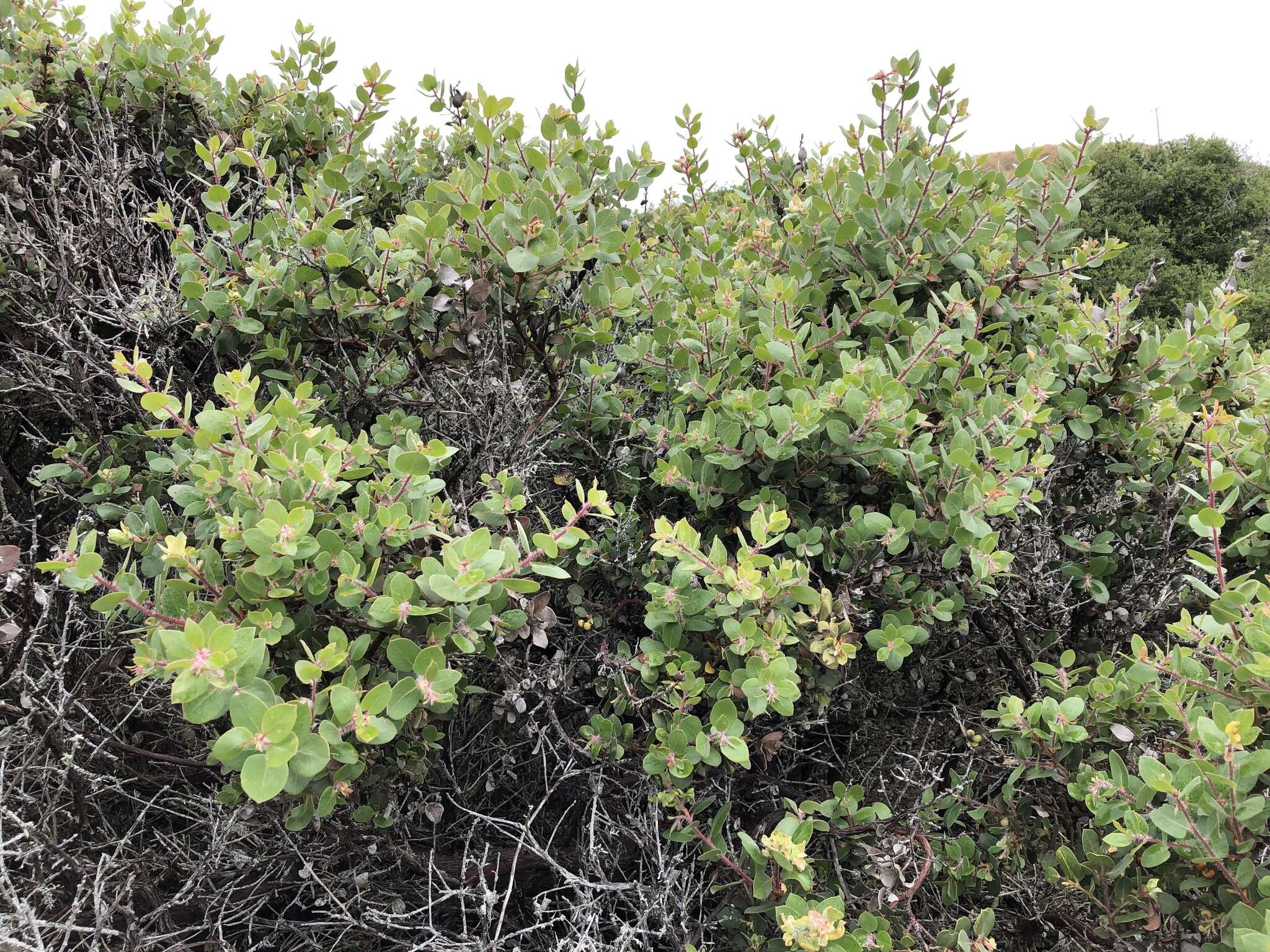 Plancia ëd Arctostaphylos morroensis Wiesl. & Schreiber