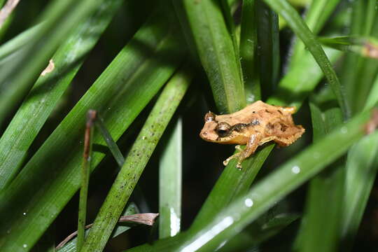 Image de Pristimantis boulengeri (Lynch 1981)