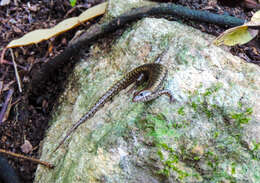 Image of Northern Barsided Skink