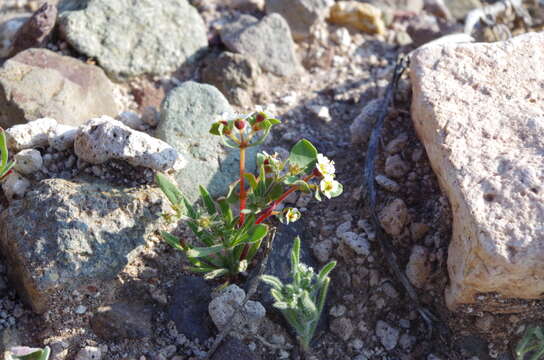 Image of Euphorbia peruviana L. C. Wheeler