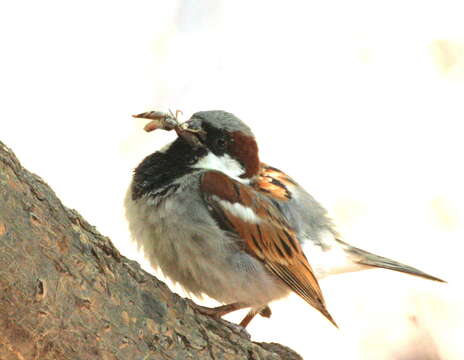 Passer domesticus indicus Jardine & Selby 1831 resmi