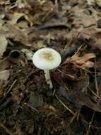 Image de Hygrophorus occidentalis A. H. Sm. & Hesler 1939