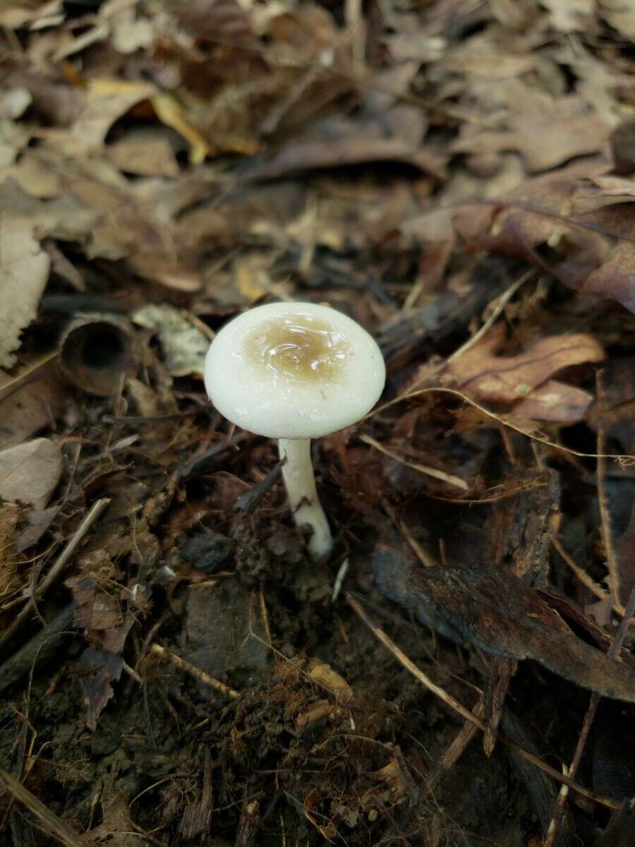 Plancia ëd Hygrophorus occidentalis A. H. Sm. & Hesler 1939