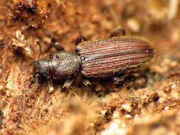 Image of Bothrideres cryptus Stephan 1989