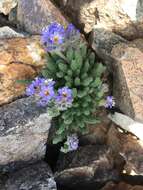 Слика од Polemonium chartaceum Mason