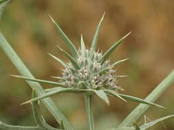 Image de Eryngium aristulatum Jepson