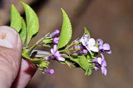 Image of Teedia lucida (Soland.) Rudolphi