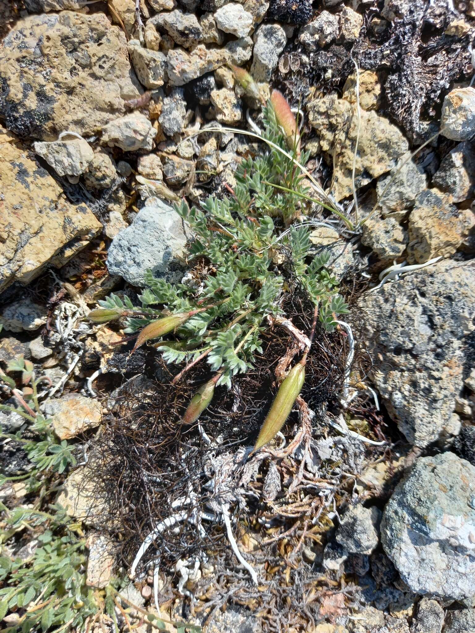 Image of Chukotka locoweed