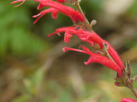 Image de Salvia cinnabarina M. Martens & Galeotti